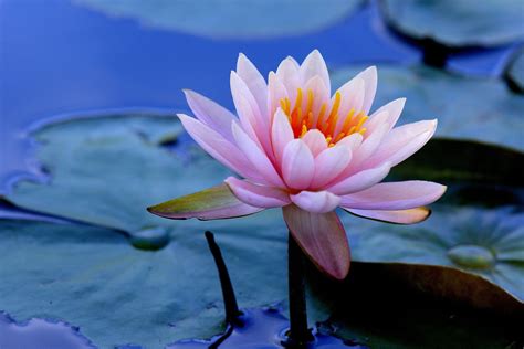 Water Lily HD Wallpaper | Background Image | 2880x1920 | ID:831686 - Wallpaper Abyss | Iphone ...