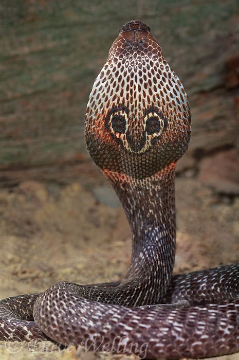 indian cobras naja naja naja are tropical jungle highly venomous snakes of the indian ...