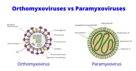 Properties of Orthomyxoviruses and Paramyxoviruses – Microbe Online