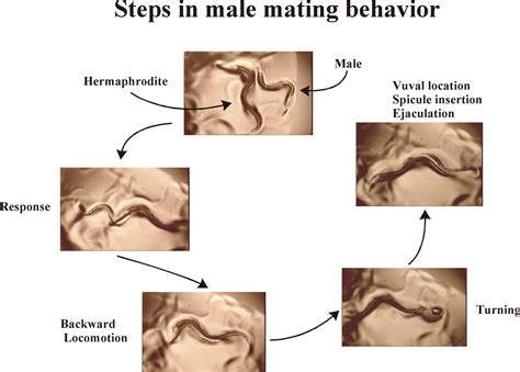 Cats Mating Diagram