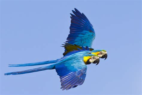 Blue Parrots Flying