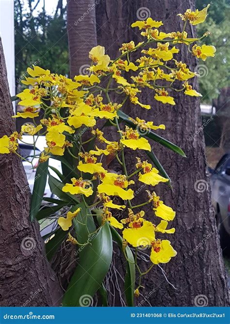 Beautiful Yellow Orchid Plant on a Tree, with Blurred Background. Stock ...