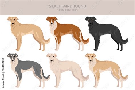 Silken Windhound clipart. All coat colors set. All dog breeds characteristics infographic Stock ...