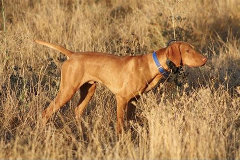 Vizsla | Vizsla, Hunting dogs, Family pet