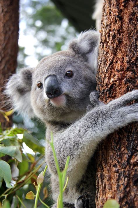 Kissing Koalas at Taronga Zoo - ZooBorns