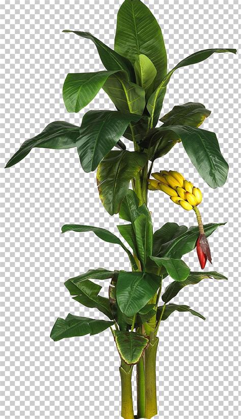 Latundan Banana Tree Plant Leaf PNG, Clipart, Albizia Julibrissin, Artificial Christmas Tree ...