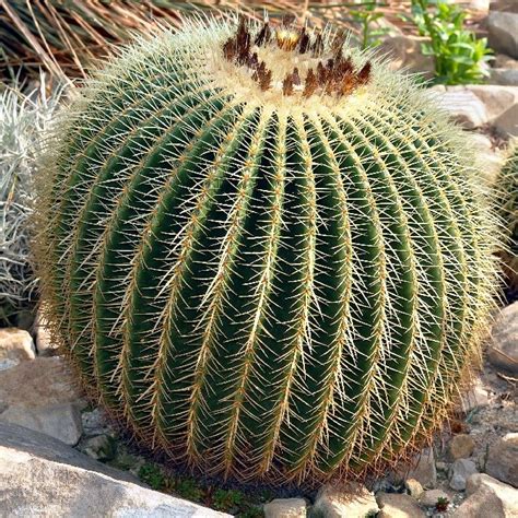 Echinocactus Grusonii Seeds (Golden Barrel Cactus Seeds)