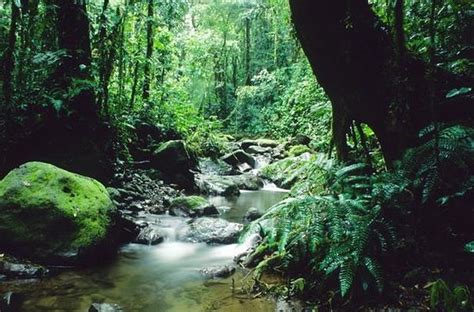 Darien National Park (Panama, Central America): Address, Attraction ...