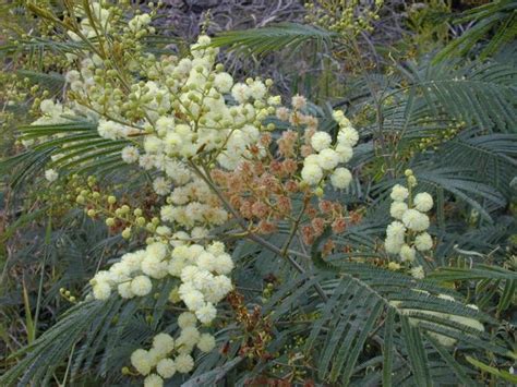 Acacia mearnsii (Plants of Ngorongoro Crater, Tanzania) · iNaturalist