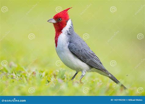 Red-crested Cardinal Royalty-Free Stock Photo | CartoonDealer.com ...