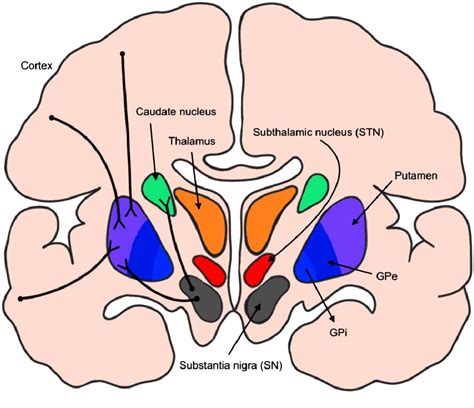 Subthalamic Nucleus Anatomy