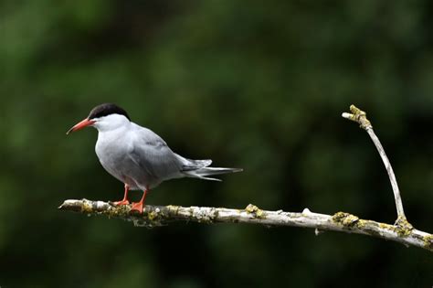 The birds of Isla Contoy National Park