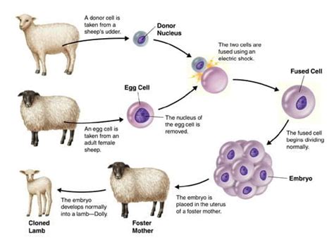 Dolly The Cloned Sheep Diagram