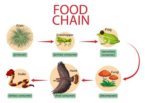 Food chain diagram concept 2160441 Vector Art at Vecteezy