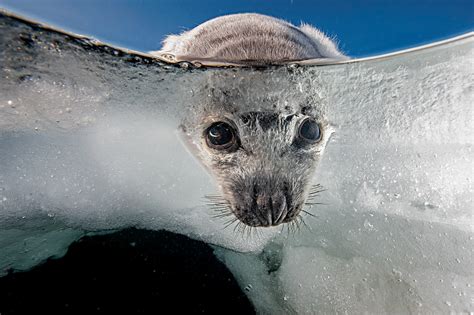 Dentro il fragile mondo della foca del Québec | National Geographic