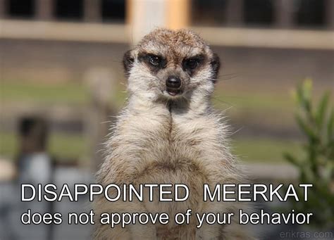 20 Funniest Meerkat Meme Pictures Collection - Picss Mine