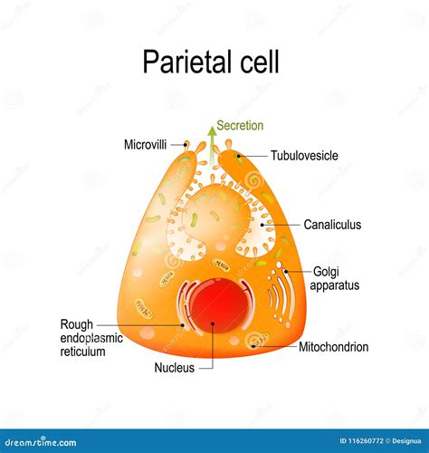 Microvilli Cartoons, Illustrations & Vector Stock Images - 293 Pictures ...