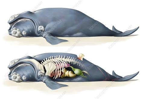 Baleen Whale Anatomy - Calm Water = Calm Whales, and the Reverse is True Too ... - Baleen whales ...