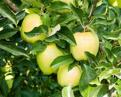 Golden delicious apples | High-Quality Food Images ~ Creative Market