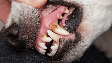 How To Clean Dog Teeth (FINALLY a Natural Dental Care Routine) | PawLeaks