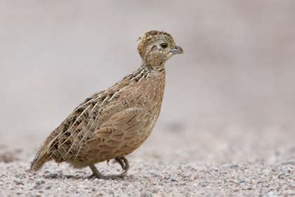 Montezuma Quail Pictures and Photos - Photography - Bird | Wildlife ...