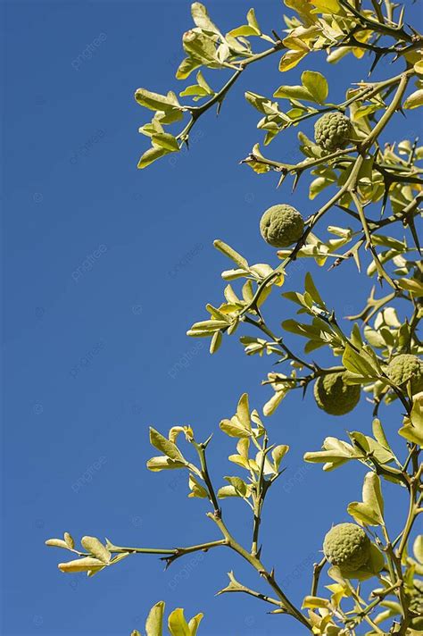 Bergamot Orange Tree With Fruits And Leaves Scent Plant Fresh Photo ...