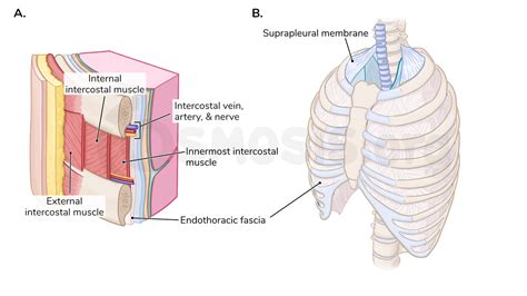 Muscles of the thoracic wall | Osmosis