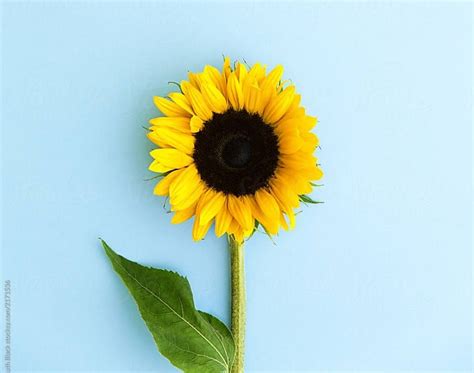 Sunflower Wallpaper Blue