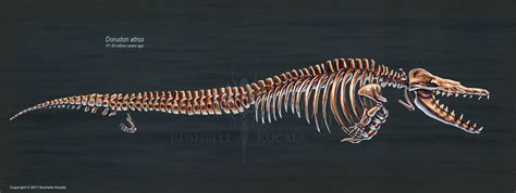 Dorudon Atrox Skeletal Study by TheDragonofDoom on DeviantArt