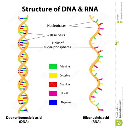 A Level Notes AQA: Nucleic Acids: - Structure of RNA and DNA