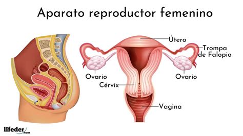 Aparato reproductor femenino: partes, funciones, enfermedades