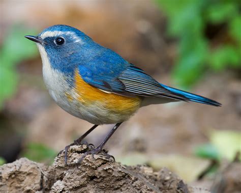 Red-flanked Bluetail - Shanghai Birding 上海观鸟