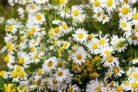 Camomile flowers stock photo. Image of chamomile, petal - 58267168