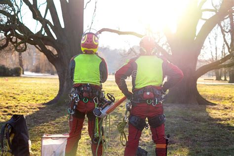 206 Arborist Silhouette Stock Photos - Free & Royalty-Free Stock Photos ...