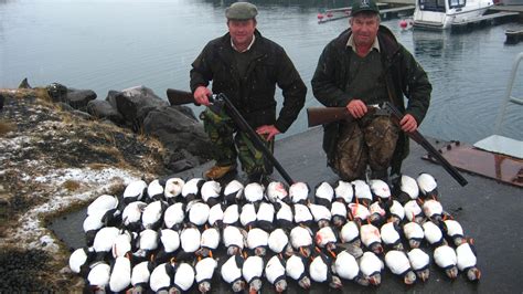 Puffin hunting – Hunting iceland