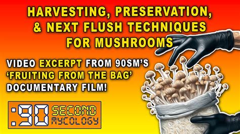 Basic Cubensis Mushroom Harvesting, Preservation, & Next Flush ...