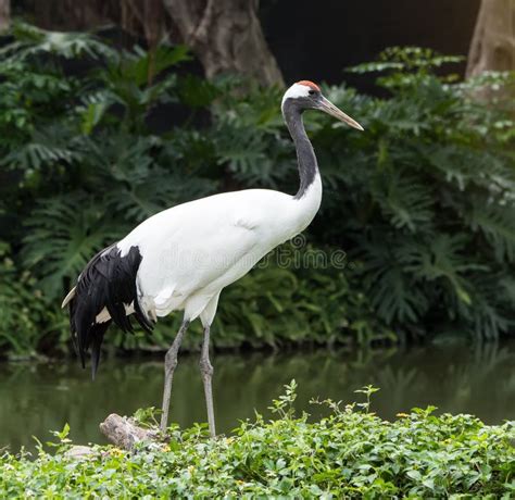 Red-Crowned crane flying stock image. Image of asia, crown - 88243889