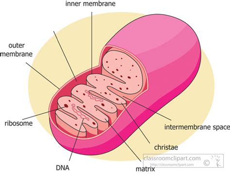 Science Clipart - mitochondria-diagram-labeled - Classroom Clipart