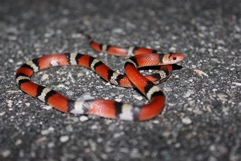 Scarletsnake – Florida Snake ID Guide