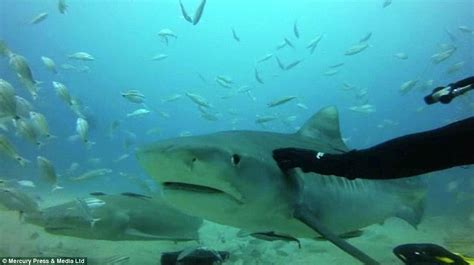 Petting Tiger Sharks Diet - Upstart