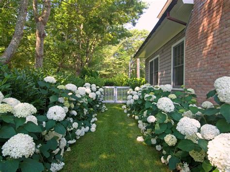 How To Change A Hydrangea Plant’s Color - Homemaking.com | Homemaking 101 | Daily Disciplines ...