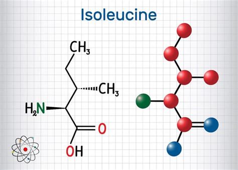 Leucine vs. Isoleucine: Understanding These Amino Acids