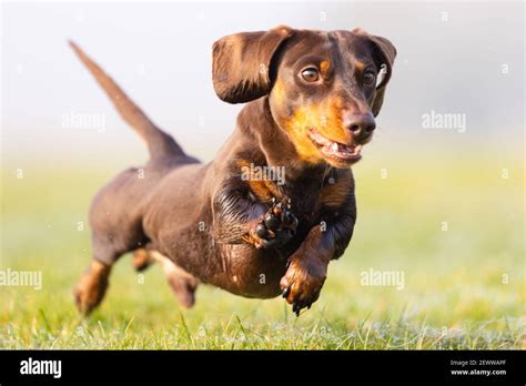 Dog waving paw hi-res stock photography and images - Alamy