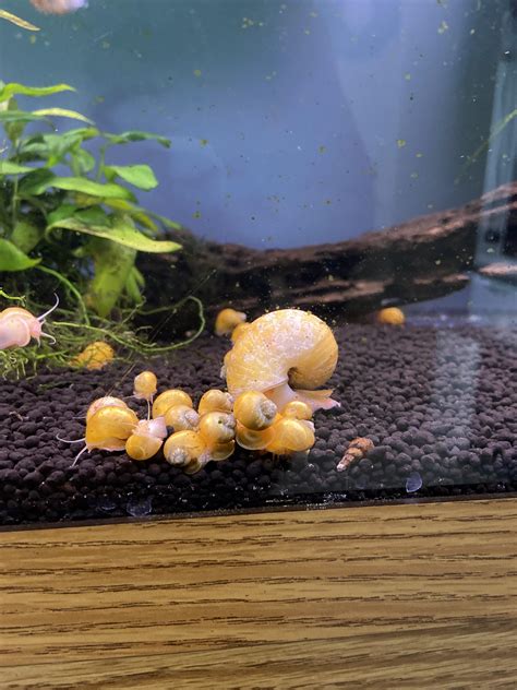 Snails!! Breeding like crazy! : r/AquaticSnails