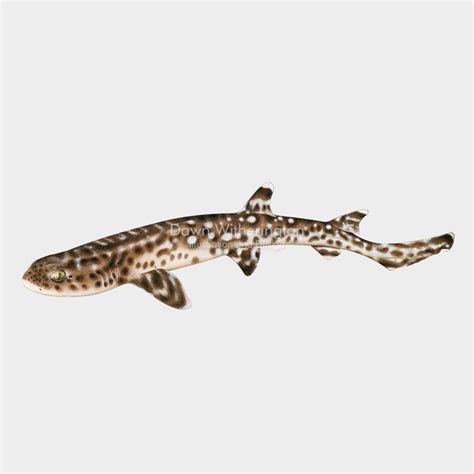 Coral Catshark – drawnbydawn