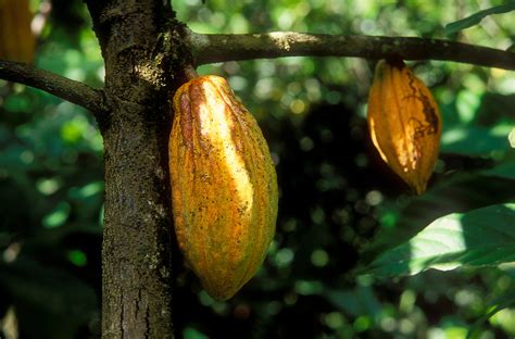 Cacao Fruits | Grenada | Pictures | Grenada in Global-Geography