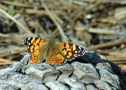 Some Basic Information on the Four Vanessa Butterfly Species of North America | Red Admiral and ...