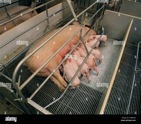 SOW WITH LITTER IN FARROWING HOUSE / PENNSYLVANIA Stock Photo - Alamy