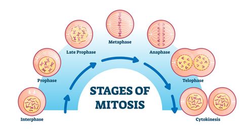 6,055 BEST Mitosis IMAGES, STOCK PHOTOS & VECTORS | Adobe Stock