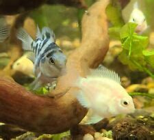 Convict Fish Breeding Made Easy for the new hobbyist - Just Cichlids